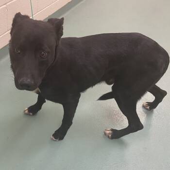 Rescue Mixed Breed Dogs for Adoption in Memphis, Tennessee - Shadow Law | PetCurious