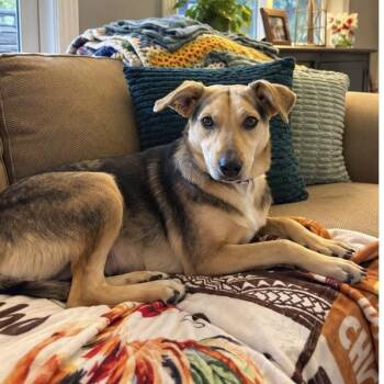 Layla (Sweet, affectionate, and loving) -  Yellow Labrador Retriever Dog for Adoption in Grand Rapids, Michigan - Layla (Sweet, Affectionate, And Loving) | PetCurious