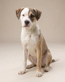 Mixed Breed Dogs Available for Adoption - Bailey | PetCurious