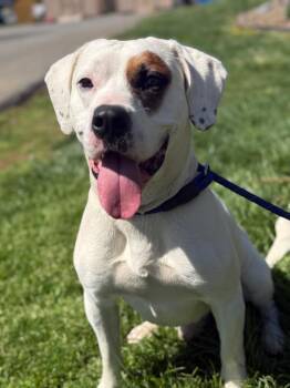 American Bulldog and Mixed Breed Dogs Available for Adoption in Burnsville, North Carolina - Patch | PetCurious