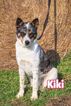 Australian Shepherd Dogs Available for Adoption - KiKi  | PetCurious