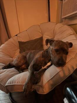 Pit Bull Terrier Dogs Available for Adoption - CHANEL | PetCurious