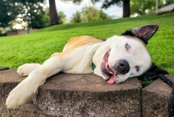 Akita and Mixed Breed Dogs Available for Adoption in Sacramento, California - TAIO | PetCurious
