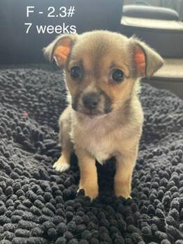 Toffee -  Chihuahua Dog for Adoption in Hillside, Illinois - Toffee | PetCurious