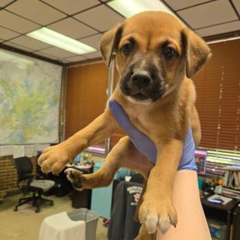Peter -  Shepherd Dog for Adoption in Birmingham, Alabama - Peter | PetCurious