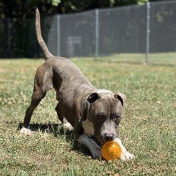 Buddy -  Pit Bull Terrier Dog for Adoption in Ridgely, Maryland - Buddy | PetCurious