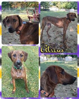 Rescue Mixed Breed Dogs for Adoption in Lancaster, New York - Atreus | PetCurious