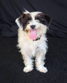 Slinky -  Wirehaired Terrier Dog for Adoption in Ocean Springs, Mississippi - Slinky | PetCurious
