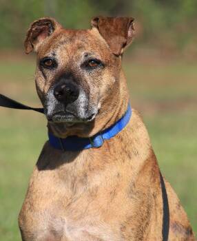 Jack -  Plott Hound Dog for Adoption in North Fort Myers, Florida - Jack | PetCurious