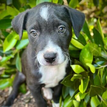 Schnauzer and Jack Russell Terrier Dogs Available for Adoption in San Diego, California - VINNY | PetCurious