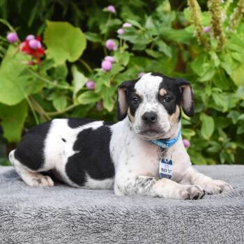 Peace Out -  Pit Bull Terrier Dog for Adoption in Wake Forest, North Carolina - Peace Out | PetCurious