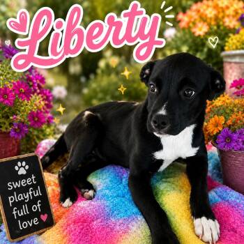 Liberty -  Collie Dog for Adoption in South Elgin, Illinois - Liberty | PetCurious