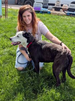 Duke -  Terrier and Pit Bull Terrier Dog for Adoption in Elyria, Ohio - Duke | PetCurious