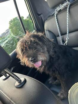 Posie -  Schnauzer Dog for Adoption in Shawnee, Oklahoma - Posie | PetCurious