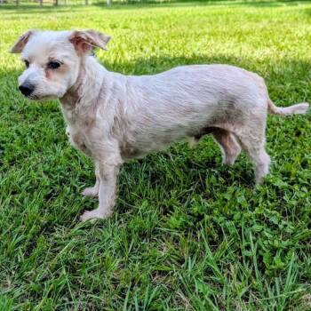 Taz Cole -  Maltese Dog for Adoption in Houston, Texas - Taz Cole | PetCurious