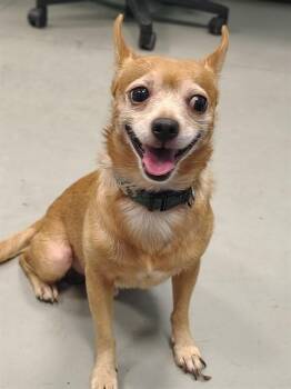 PEANUT -  Chihuahua and Mixed Breed Dog for Adoption in Palmetto, Florida - PEANUT | PetCurious