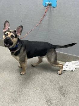 CHIP AHOY -  German Shepherd Dog and Mixed Breed Dog for Adoption in Las Vegas, Nevada - CHIP AHOY | PetCurious