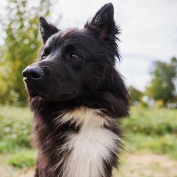 Cosmo Kramer -  Shepherd and Mixed Breed Dog for Adoption in Newberg, Oregon - Cosmo Kramer | PetCurious
