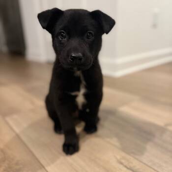 Rescue Mixed Breed Dogs for Adoption in Buffalo, Minnesota - Lurch | PetCurious