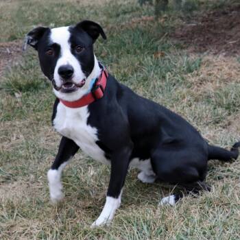 Mac -  Labrador Retriever and Pit Bull Terrier Dog for Adoption in Council Bluffs, Iowa - Mac | PetCurious