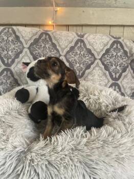 Dachshund and Pug Dogs Available for Adoption - Papa Cody Pups (Coraline) | PetCurious