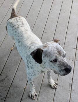 Mixed Breed Dogs Available for Adoption - Sugar B | PetCurious