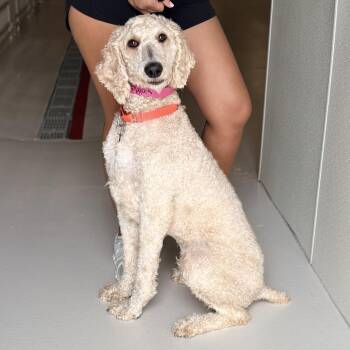 Waffles -  Poodle Dog for Adoption in Chicago, Illinois - Waffles | PetCurious