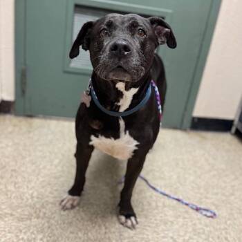 Pit Bull Terrier Dogs Available for Adoption - Koda | PetCurious