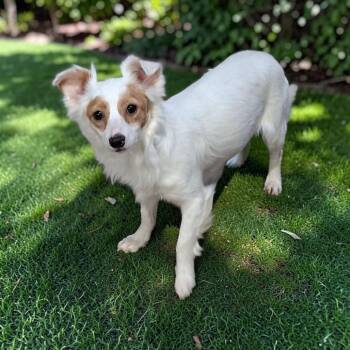 Fram -  Papillon and Chihuahua Dog for Adoption in San Diego, California - Fram | PetCurious