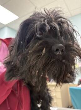 Rescue Dachshund and Schnauzer Dogs for Adoption in Sioux City, Iowa - Chance | PetCurious