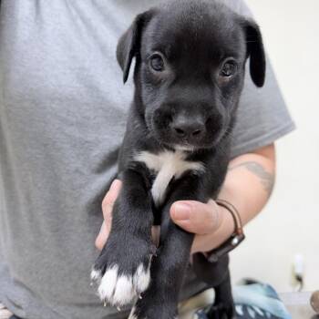 Jack-4744 -  Mixed Breed Dog for Adoption in Tyler, Texas - Jack-4744 | PetCurious