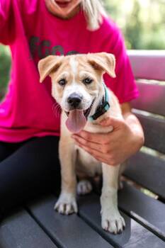 Rescue Labrador Retriever Dogs for Adoption in Cypress, Texas - Rupert | PetCurious