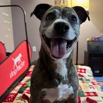 Rescue Pit Bull Terrier Dogs for Adoption in Watertown, New York - Willow | PetCurious
