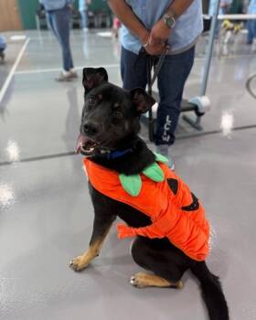 Rescue Shepherd and Mixed Breed Dogs for Adoption in New Orleans, Louisiana - Ovi (Underdog In Foster) | PetCurious