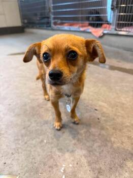 Dexter -  Chihuahua Dog for Adoption in Phoenix, Arizona - Dexter | PetCurious