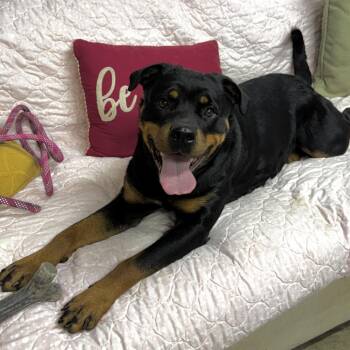 Rottweiler Dogs Available for Adoption - Zoey | PetCurious