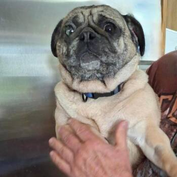 Louise -  Pug Dog for Adoption in Tonasket, Washington - Louise | PetCurious