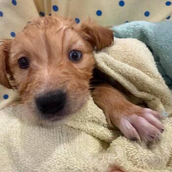 Buttercup -  Mixed Breed Dog for Adoption in Fredericksburg, Virginia - Buttercup | PetCurious