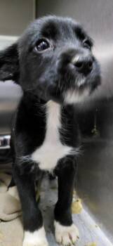 Mixed Breed Dogs Available for Adoption in Henderson, North Carolina - Irish | PetCurious