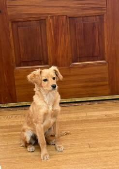 Terrier Dogs Available for Adoption - Lula | PetCurious