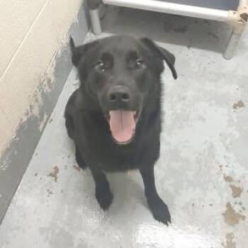 Labrador Retriever Dogs Available for Adoption in Ravenna, Ohio - 190550 LOOKING FOR OWNER | PetCurious