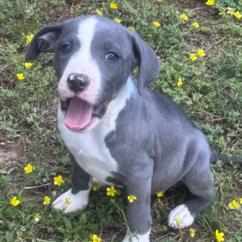 Staffordshire Bull Terrier and Hound Dogs Available for Adoption in Andover, Massachusetts - Eliza Elegant | PetCurious
