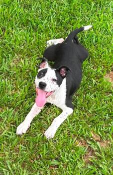 Billie Jean -  Mixed Breed Dog for Adoption in Northwood, New Hampshire - Billie Jean | PetCurious