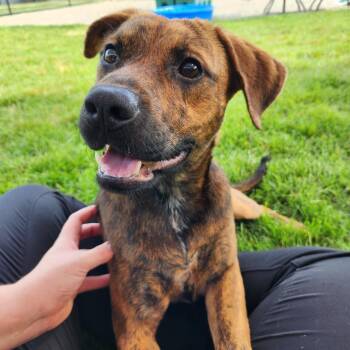 Preston -  Plott Hound Dog for Adoption in Fort Wayne, Indiana - Preston | PetCurious