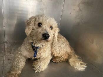 Poodle and Mixed Breed Dogs Available for Adoption in Rowlett, Texas - Q-TIP | PetCurious