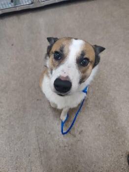 Bodie -  Collie Dog for Adoption in Fruit Heights, Utah - Bodie | PetCurious