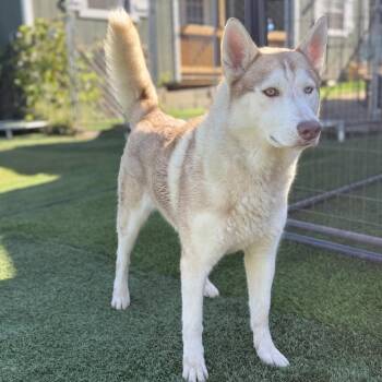 True -  Husky and Mixed Breed Dog for Adoption in San Diego, California - True | PetCurious
