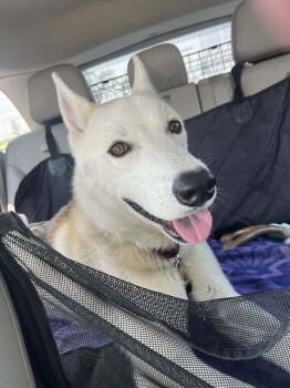 Rescue Siberian Husky Dogs for Adoption in Dallas, Texas - Togo PKA Lycanroc | PetCurious