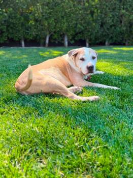 American Staffordshire Terrier and Pit Bull Terrier Dogs Available for Adoption in Ramona, California - Buster | PetCurious