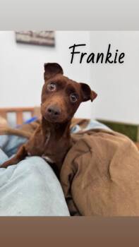 Jack Russell Terrier and Terrier Dogs Available for Adoption - Frankie | PetCurious